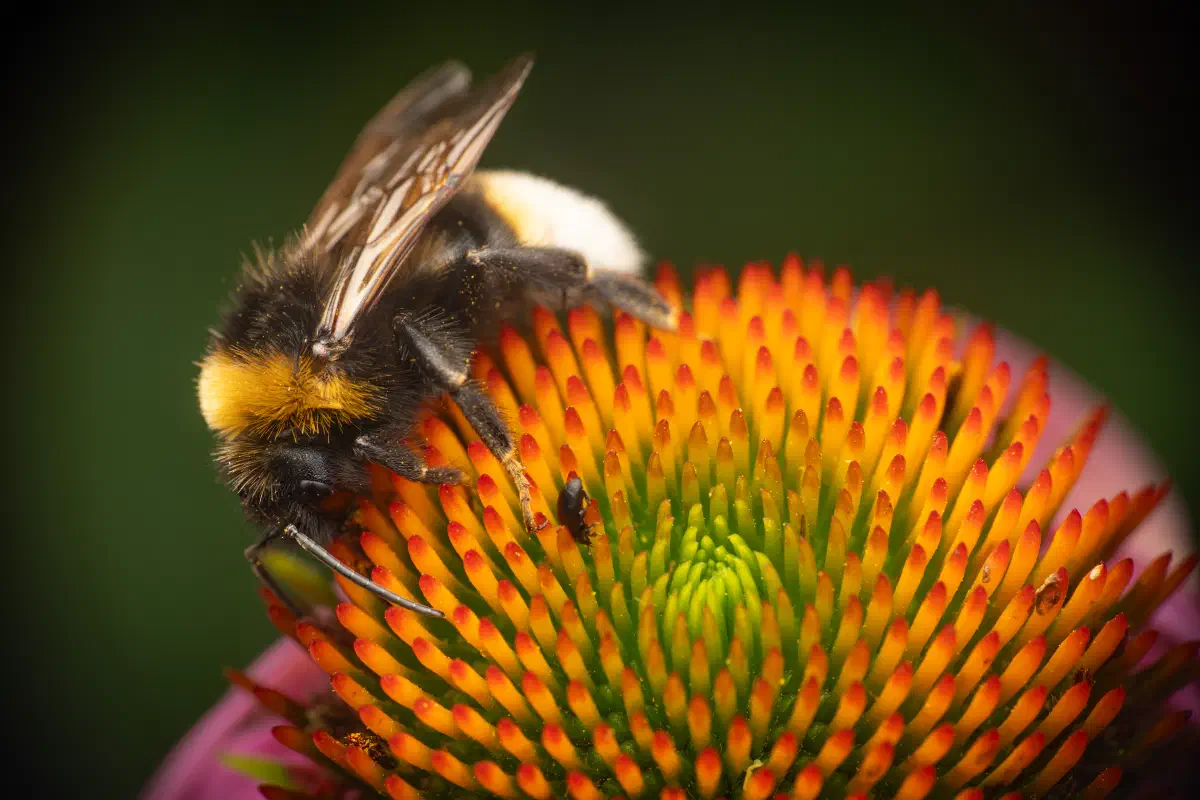 Kuckuckshummeln – No. 2