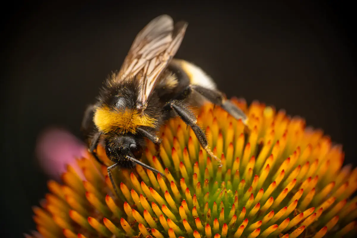 Kuckuckshummeln – No. 3