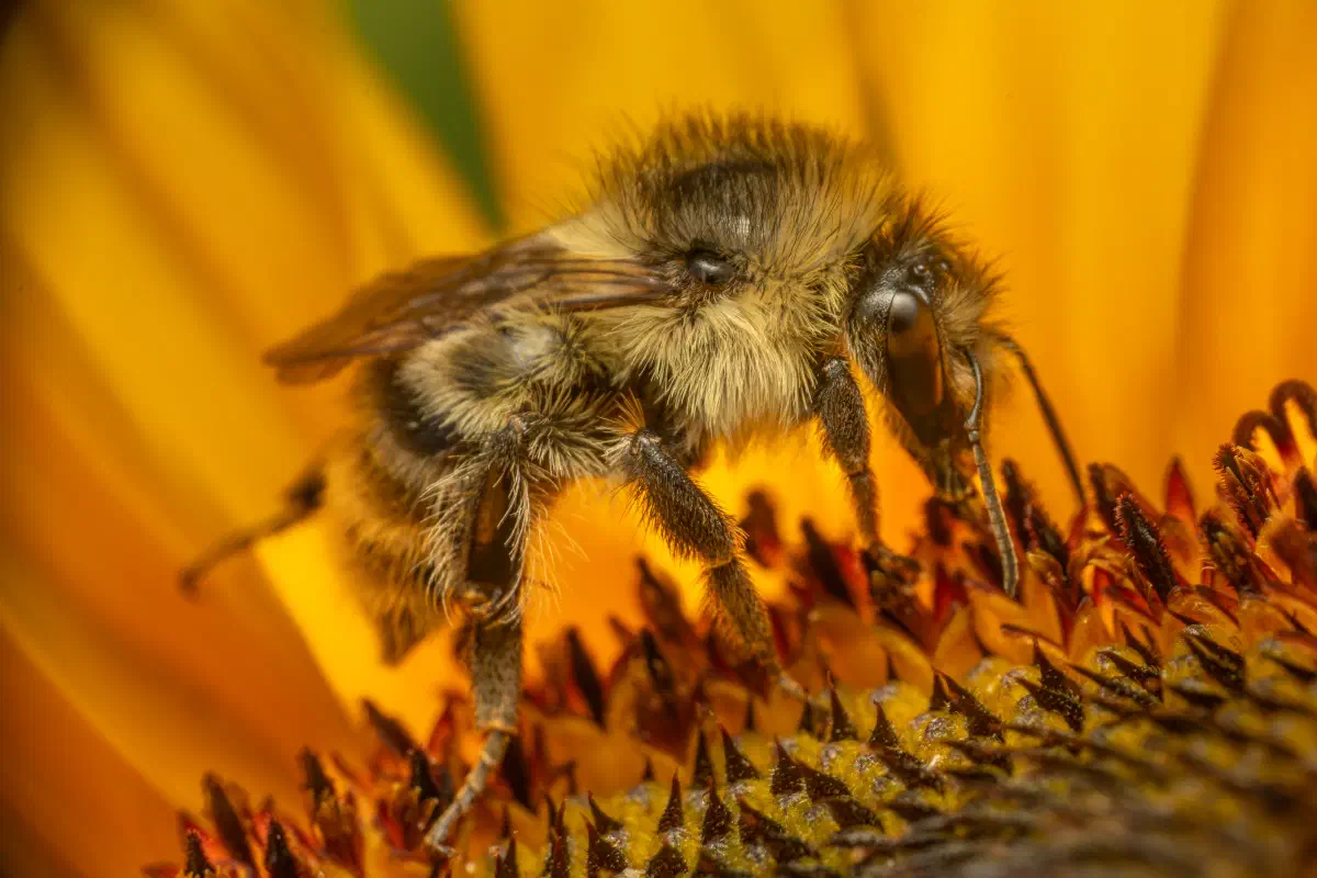 Shrill Carder-Bumble bee