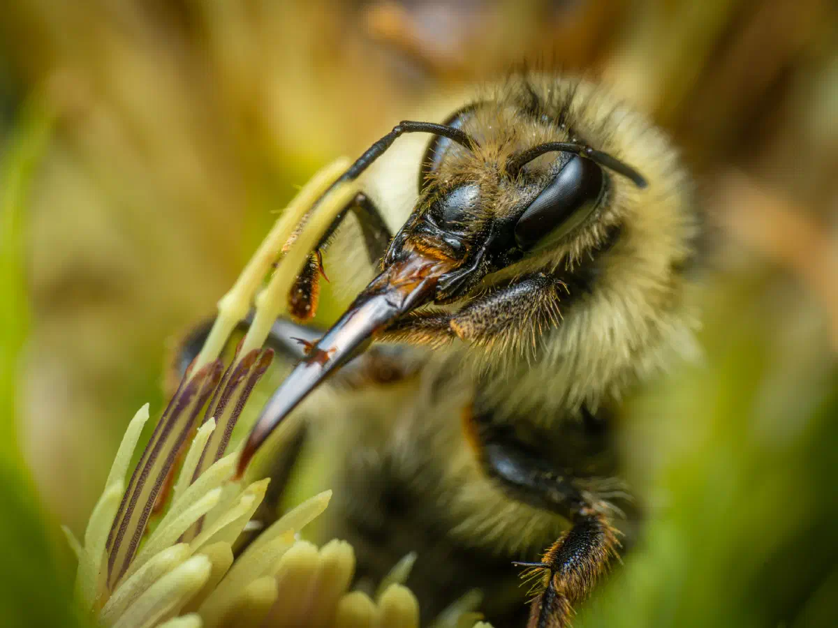 Shrill Carder-Bumble bee