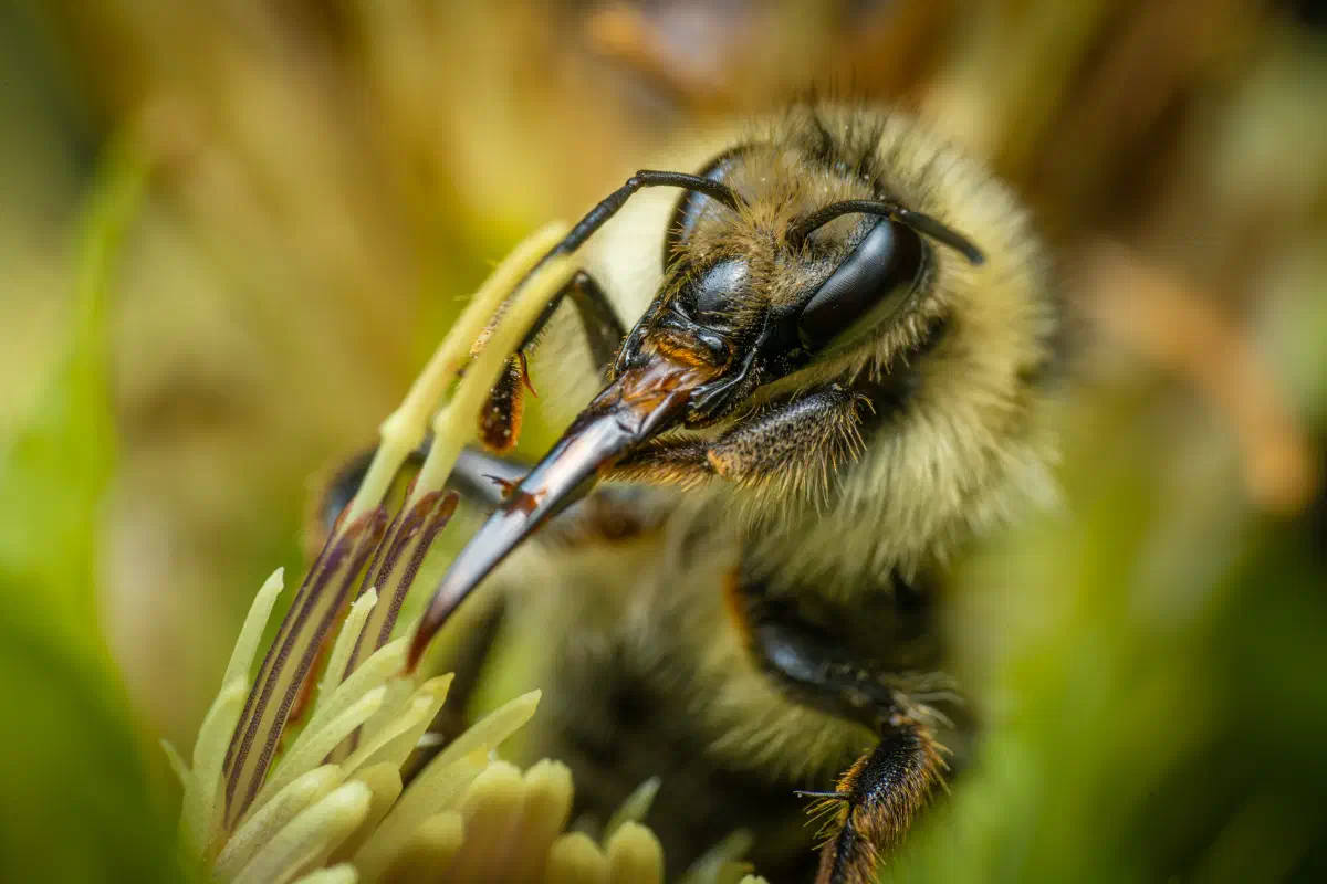 Shrill Carder-Bumble bee