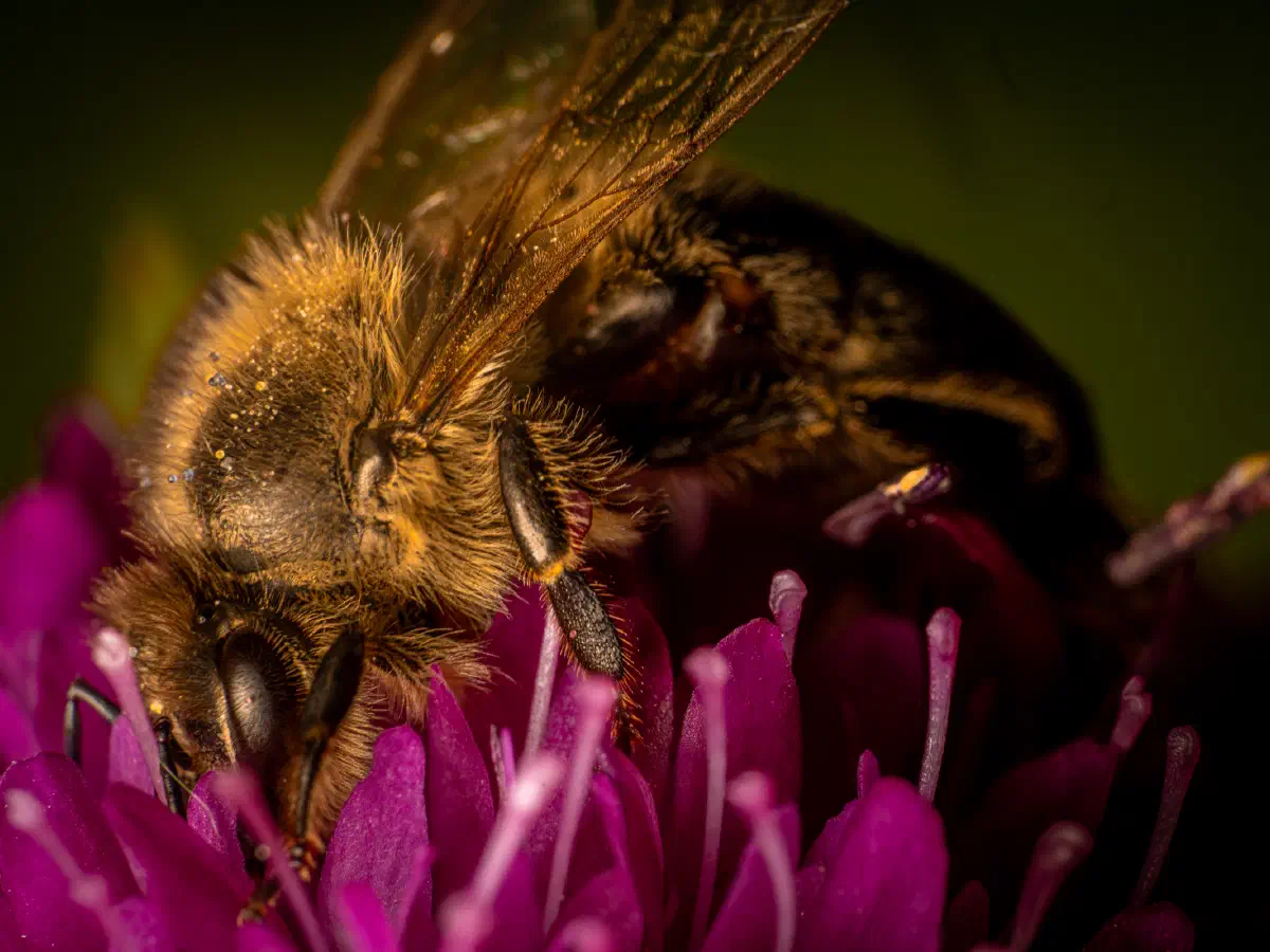 Westliche Honigbiene