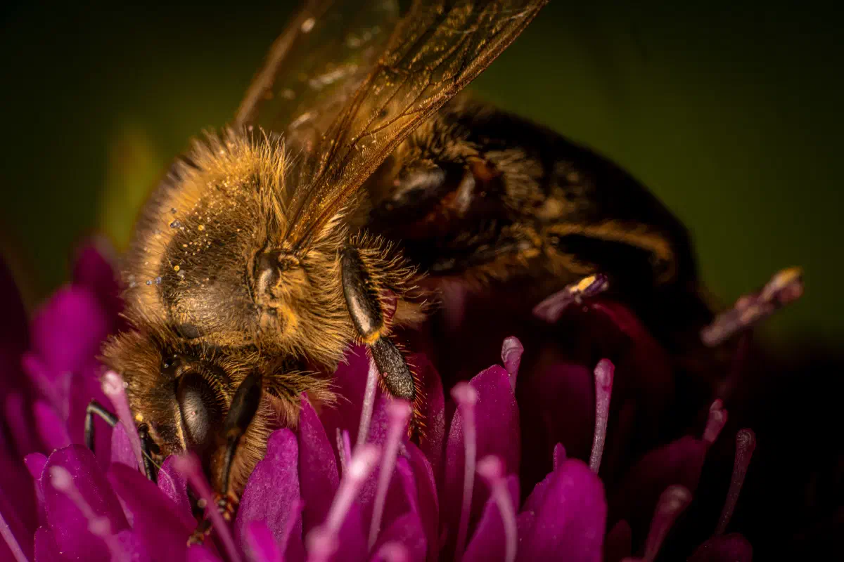 Westliche Honigbiene