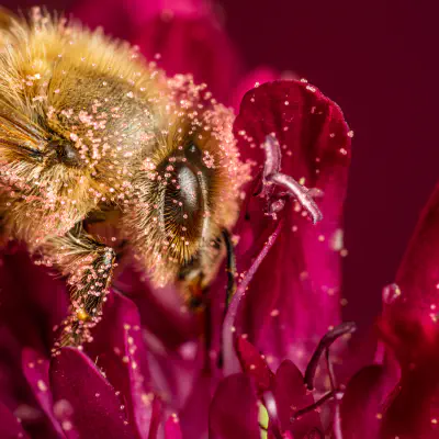 Westliche Honigbiene