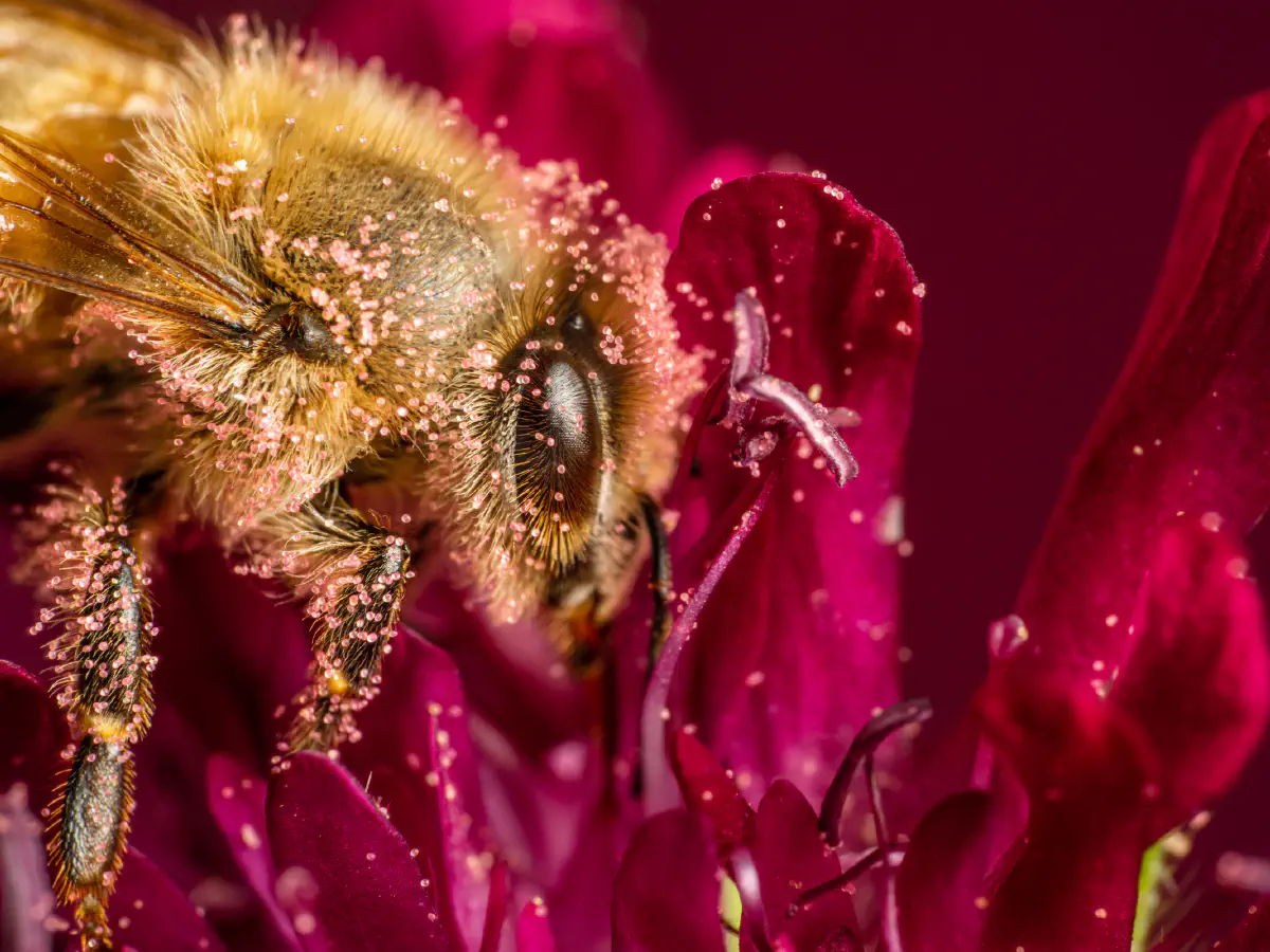 Westliche Honigbiene