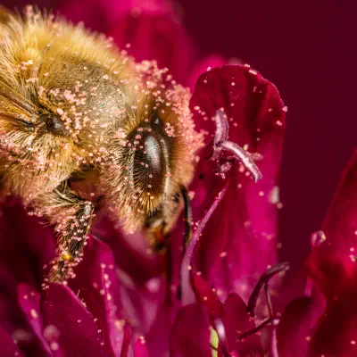 Westliche Honigbiene