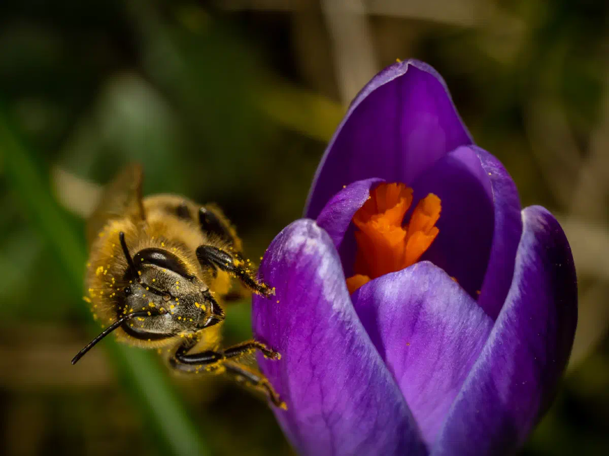 Westliche Honigbiene