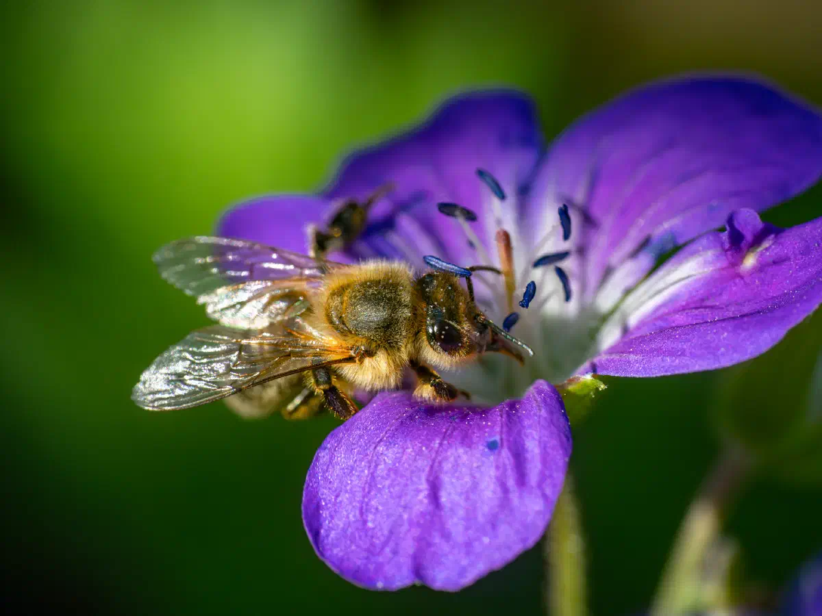 Westliche Honigbiene