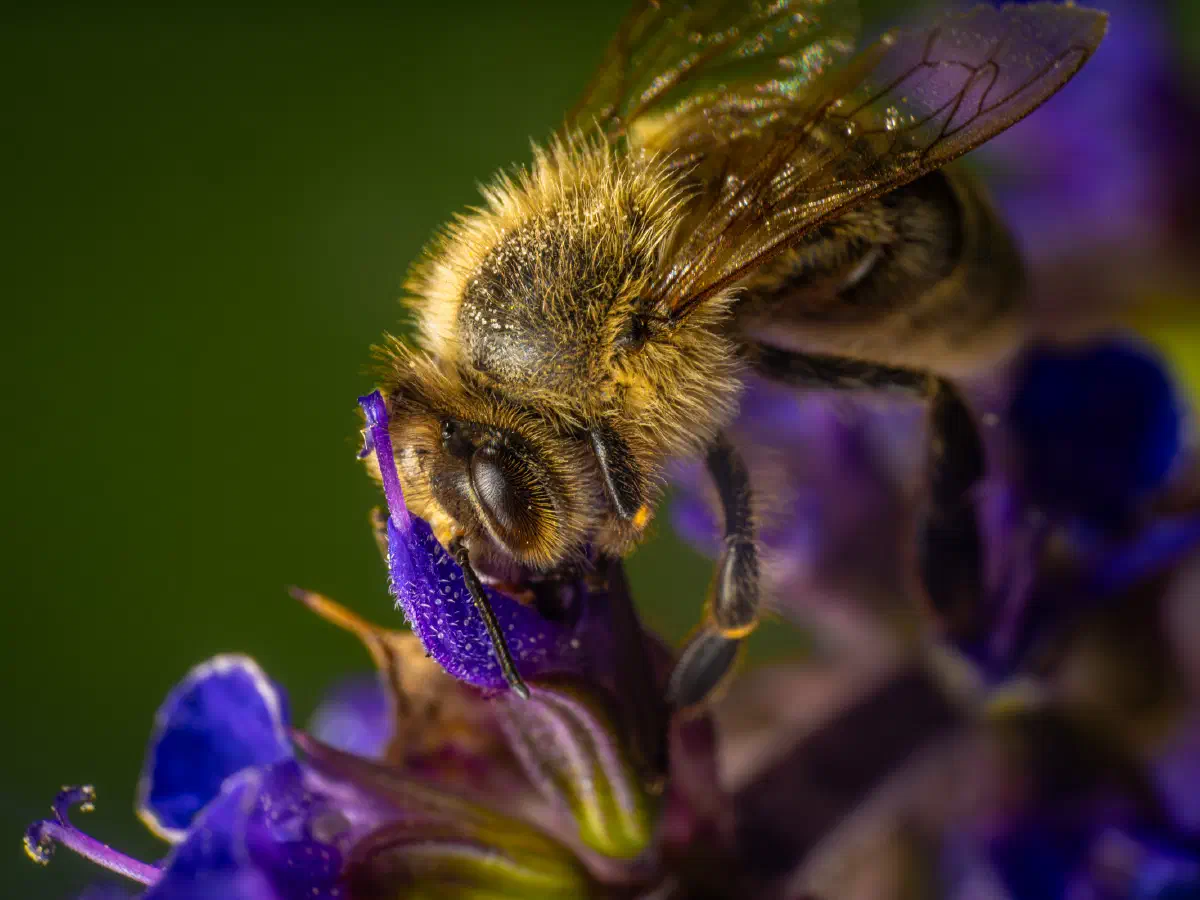 Westliche Honigbiene