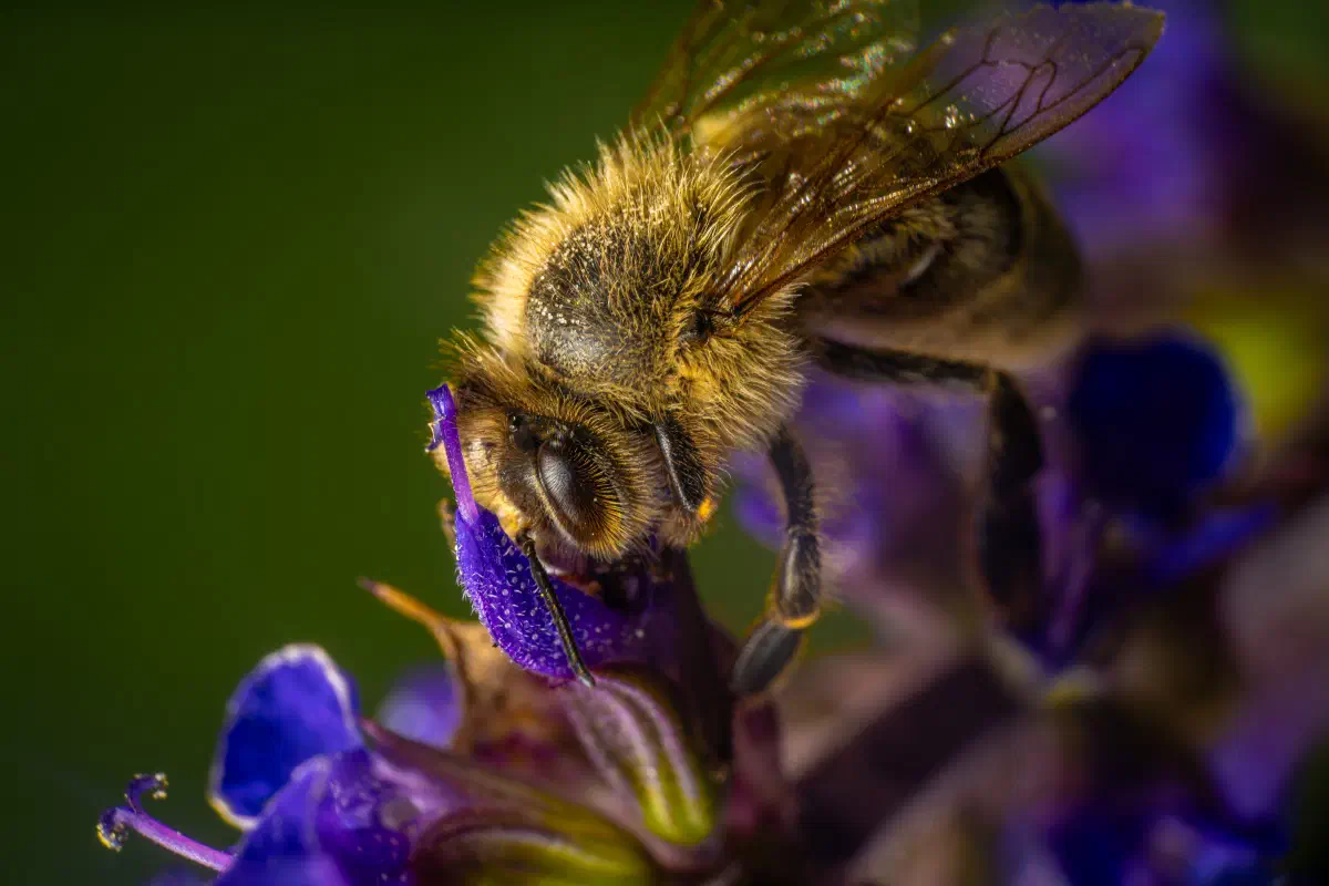 Abeja melífera europea