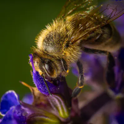 Westliche Honigbiene