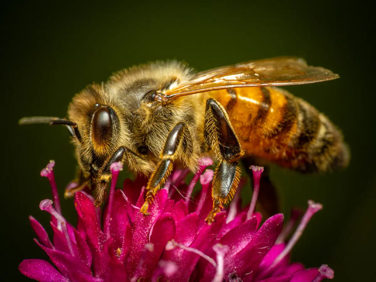 Westliche Honigbiene