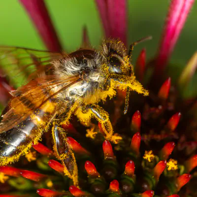 Westliche Honigbiene