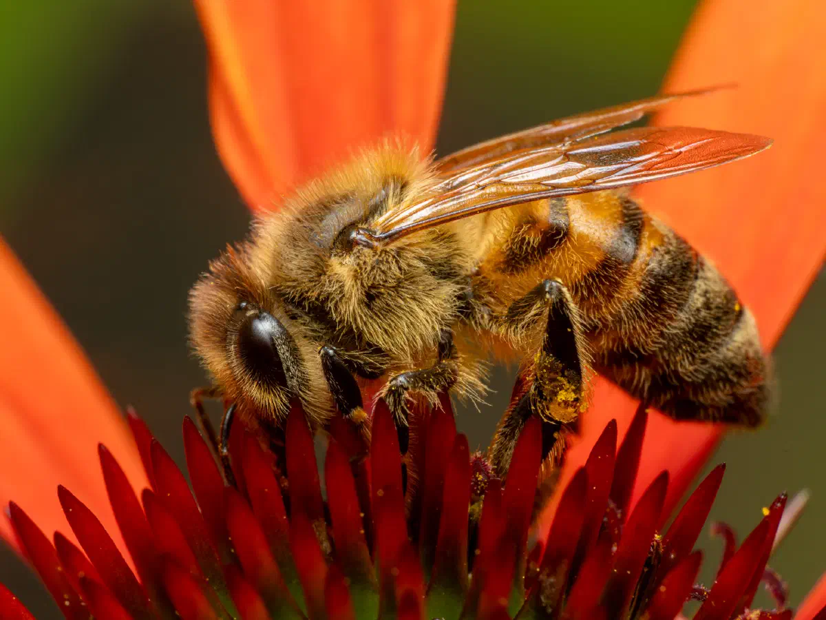 Westliche Honigbiene