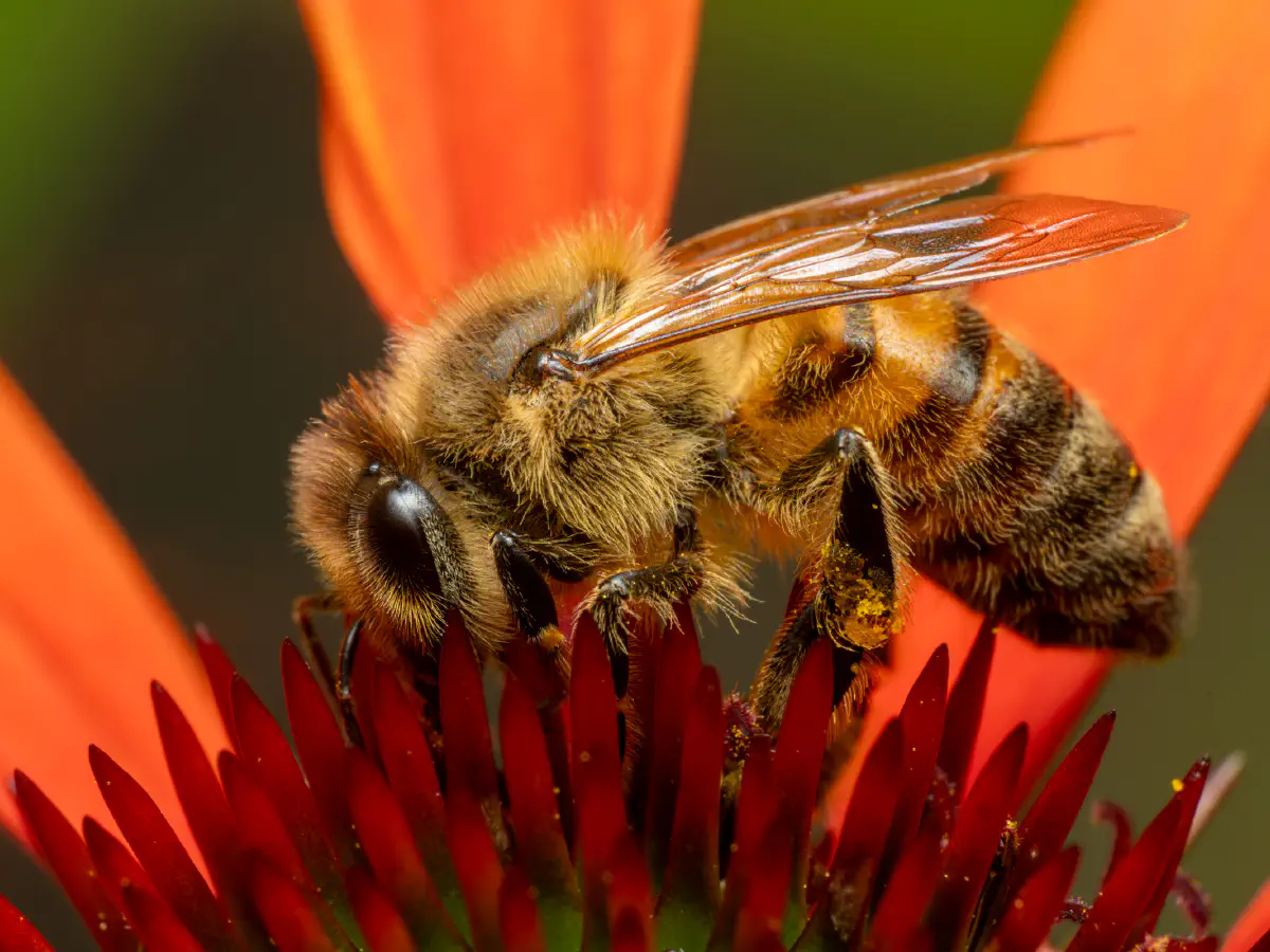 Westliche Honigbiene