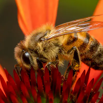 Westliche Honigbiene