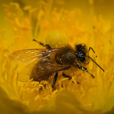 Westliche Honigbiene