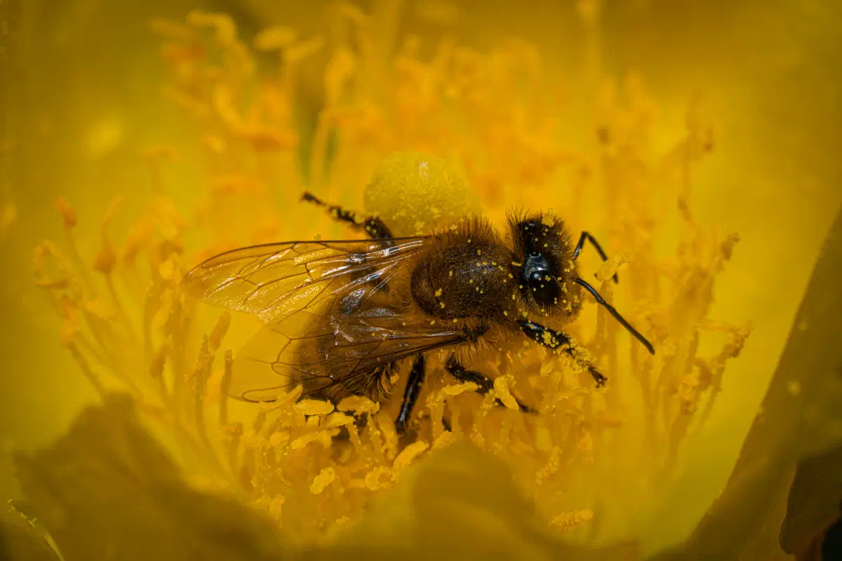 Abeja melífera europea