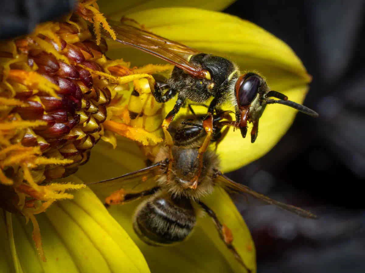 Westliche Honigbiene