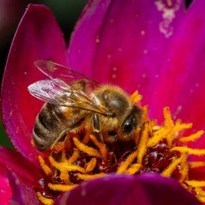 Westliche Honigbiene