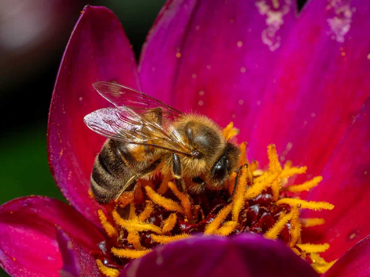 Westliche Honigbiene