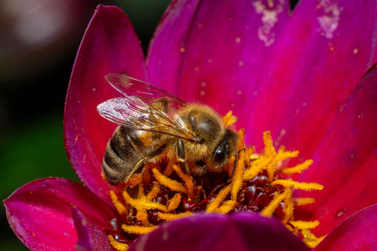 Abeja melífera europea