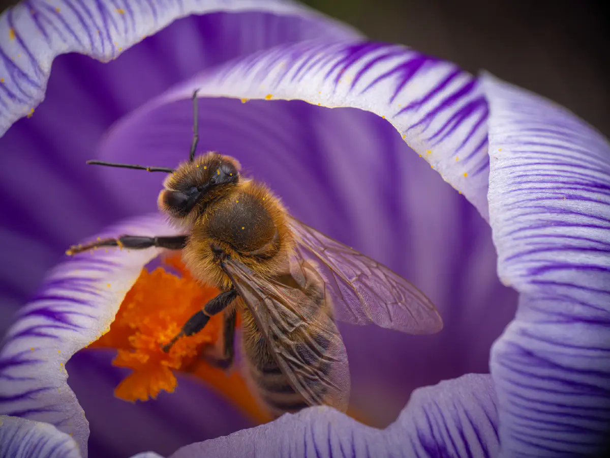 Westliche Honigbiene