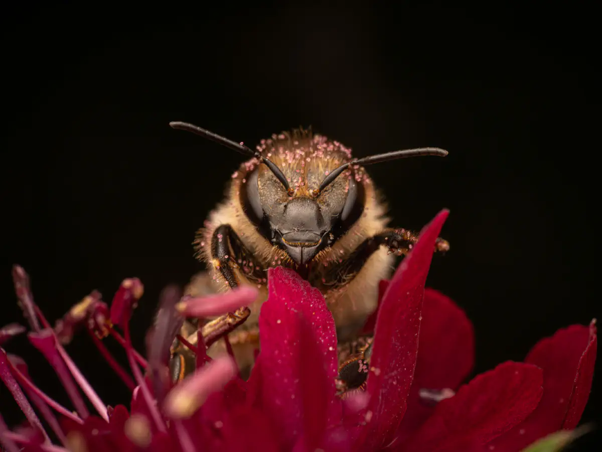 Westliche Honigbiene