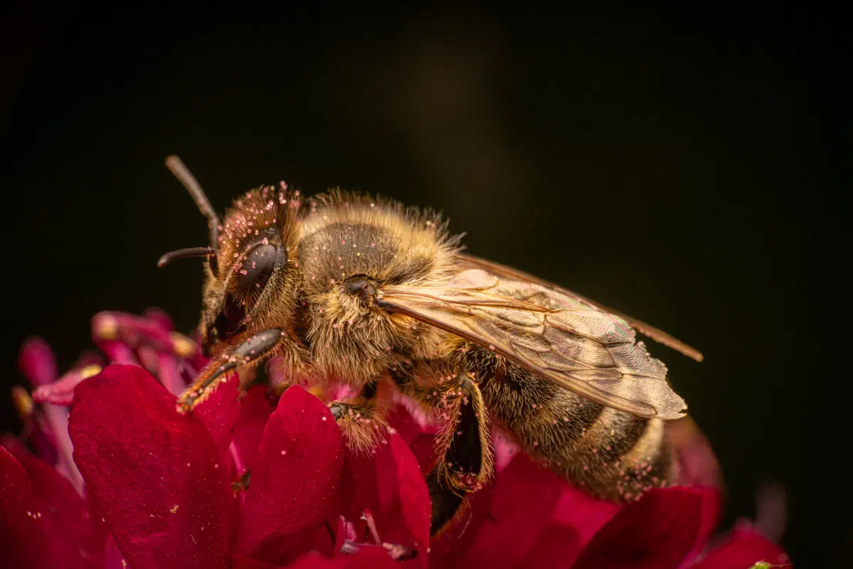 Abeja melífera europea