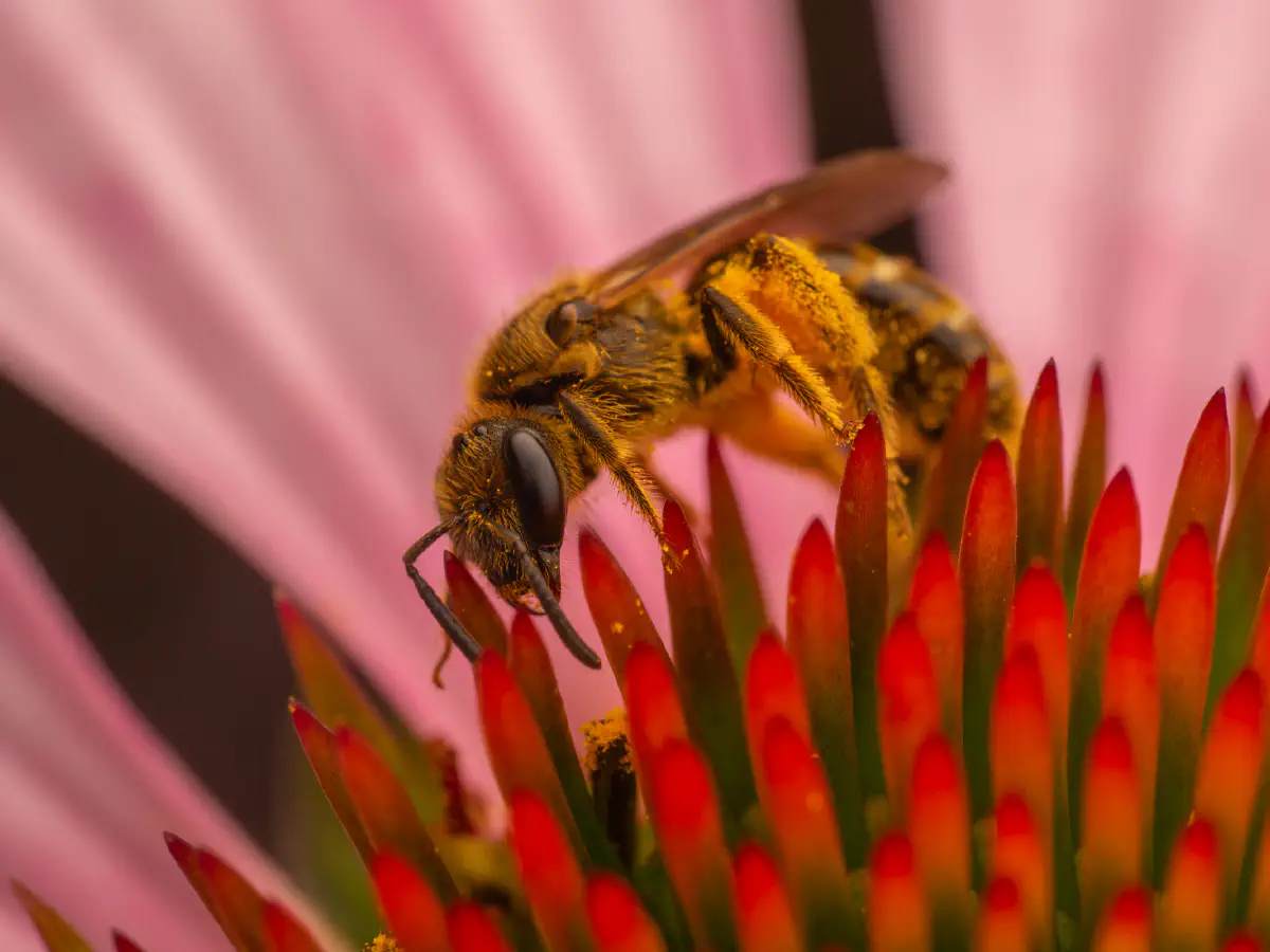 Westliche Honigbiene