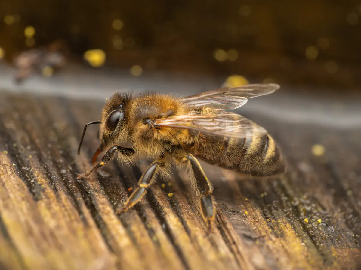 Westliche Honigbiene