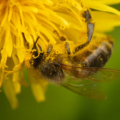 Westliche Honigbiene