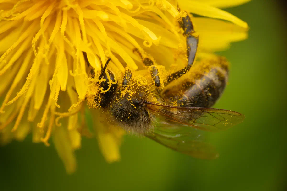 Westliche Honigbiene