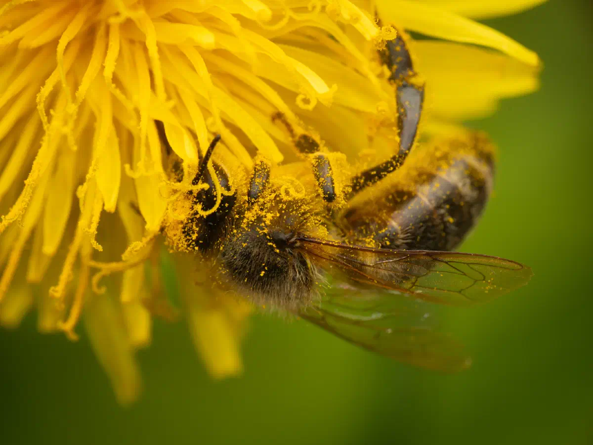 Westliche Honigbiene