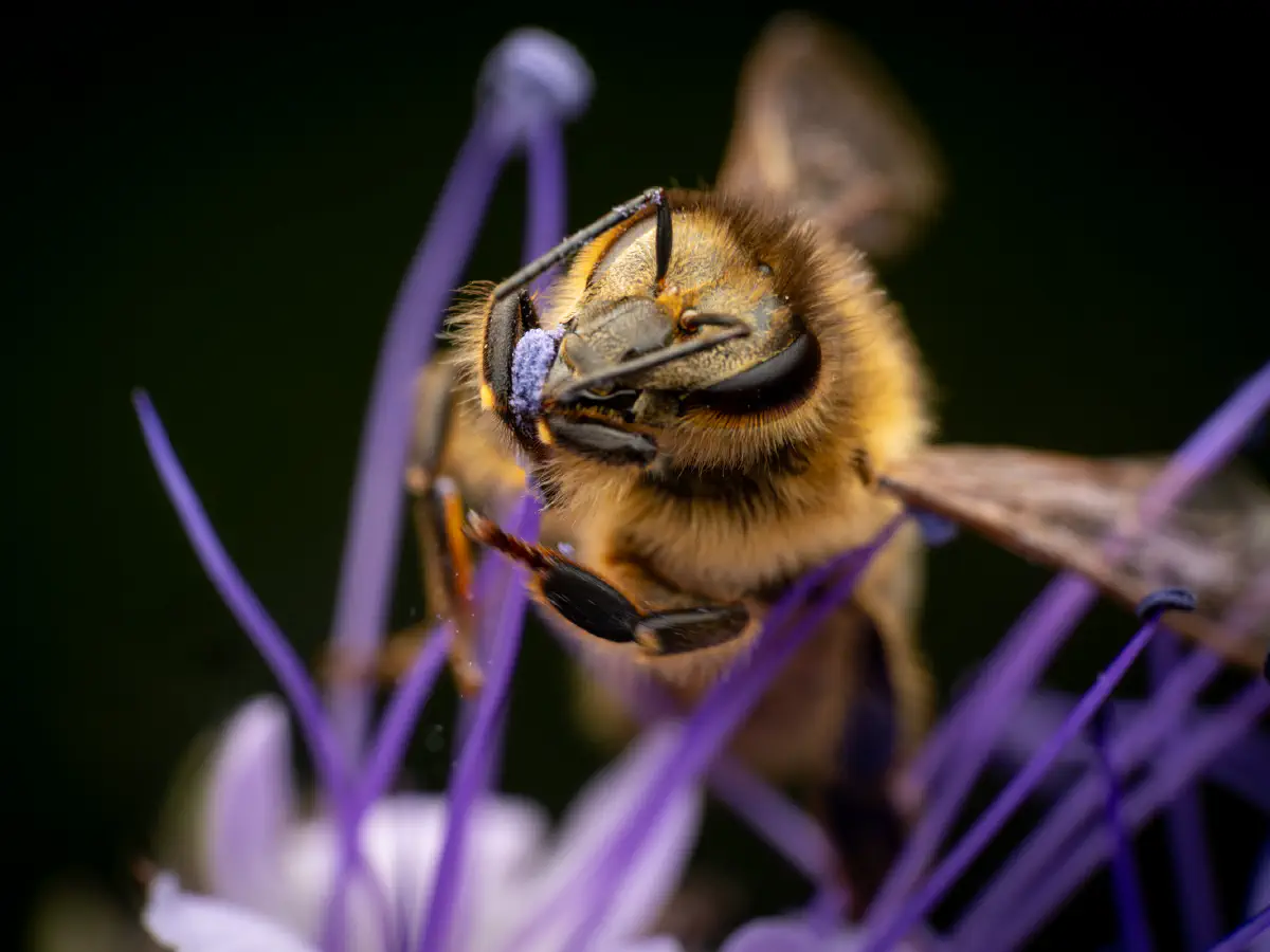 Westliche Honigbiene