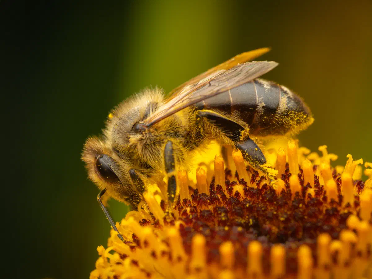 Westliche Honigbiene