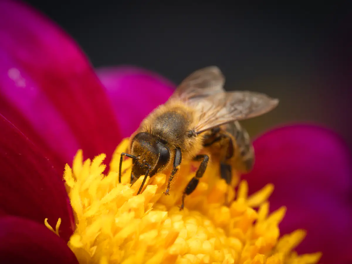 Westliche Honigbiene