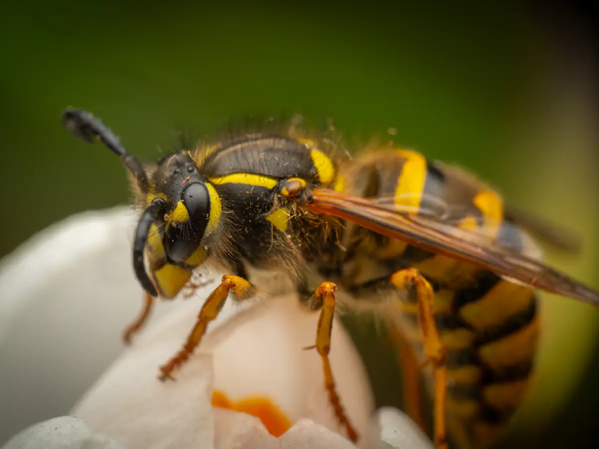 Gemeine Wespe