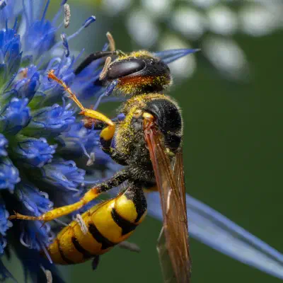 Haus-Feldwespe