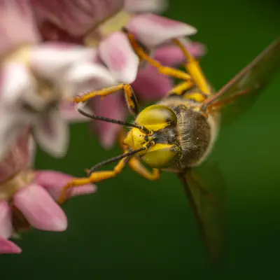 Geschnäbelte Kreiselwespe