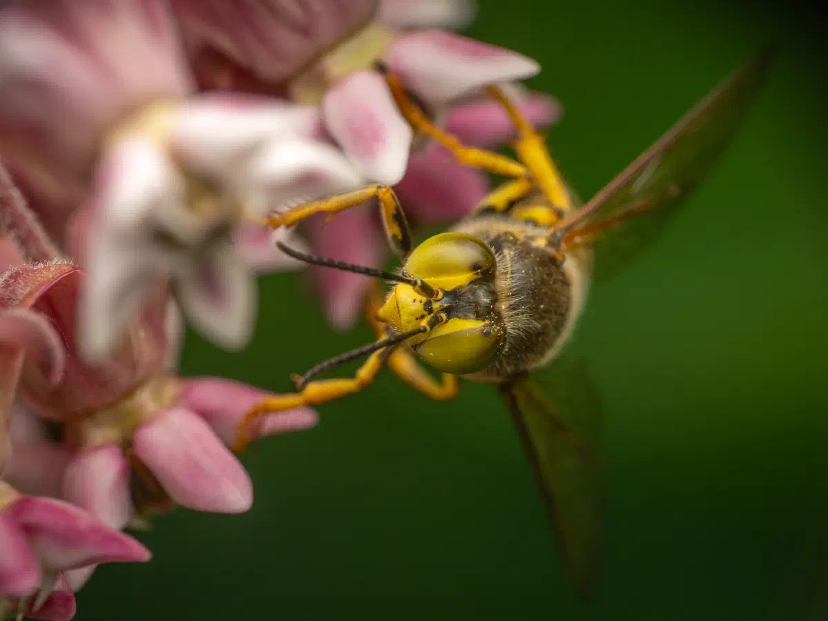 Geschnäbelte Kreiselwespe