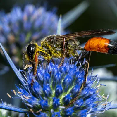 Heuschreckensandwespe