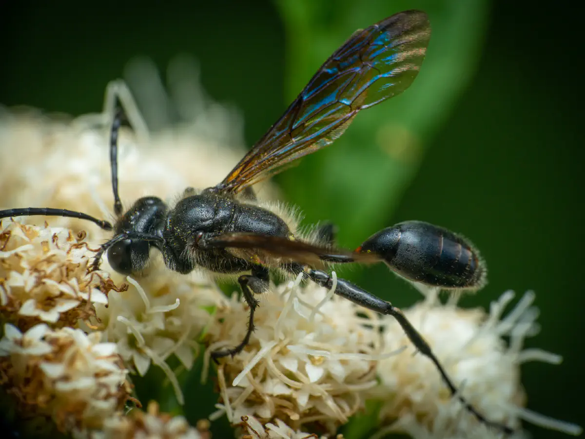 Stahlblauer Grillenjäger