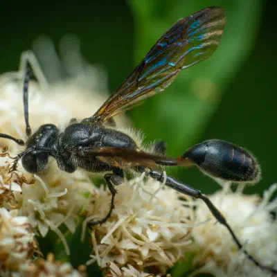 Stahlblauer Grillenjäger