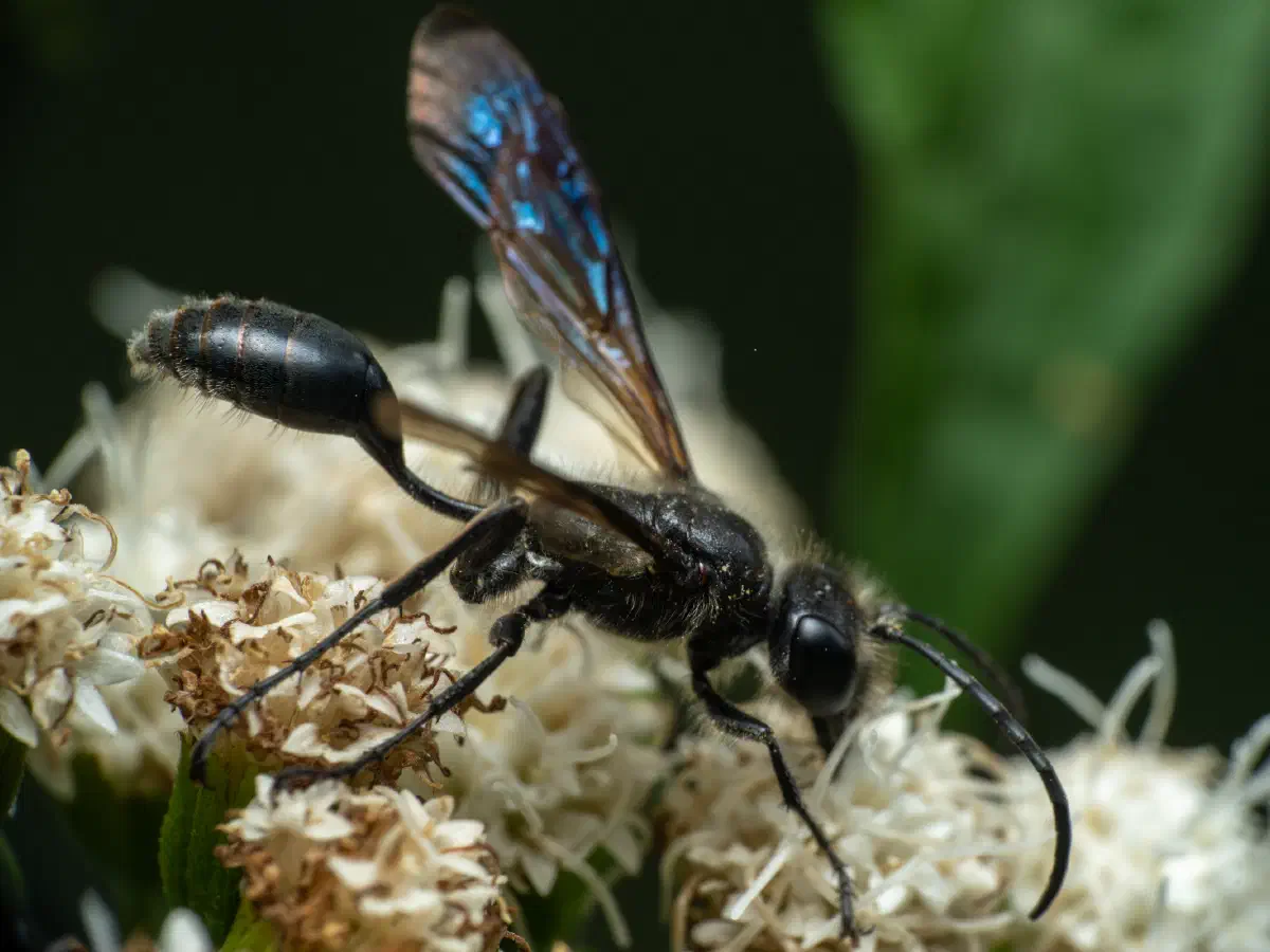 Stahlblauer Grillenjäger