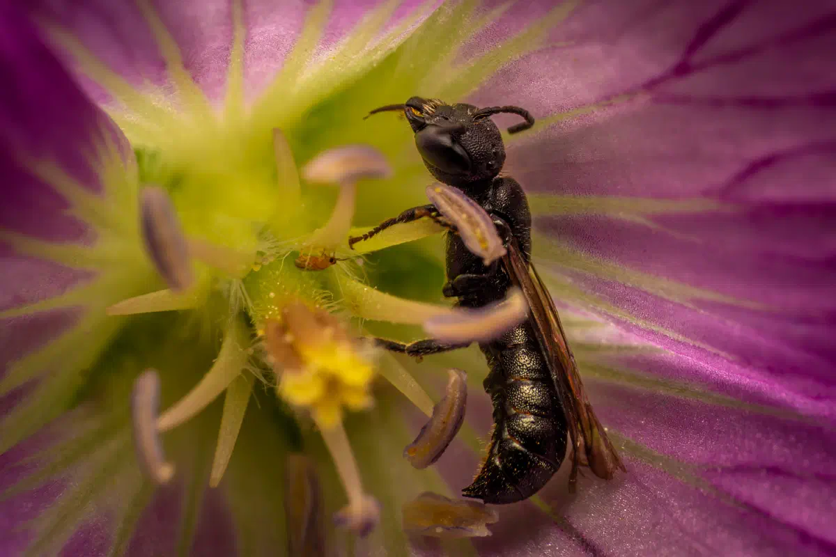 Lindenius albilabris