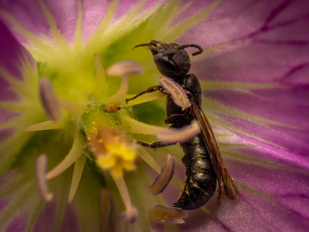 Lindenius albilabris