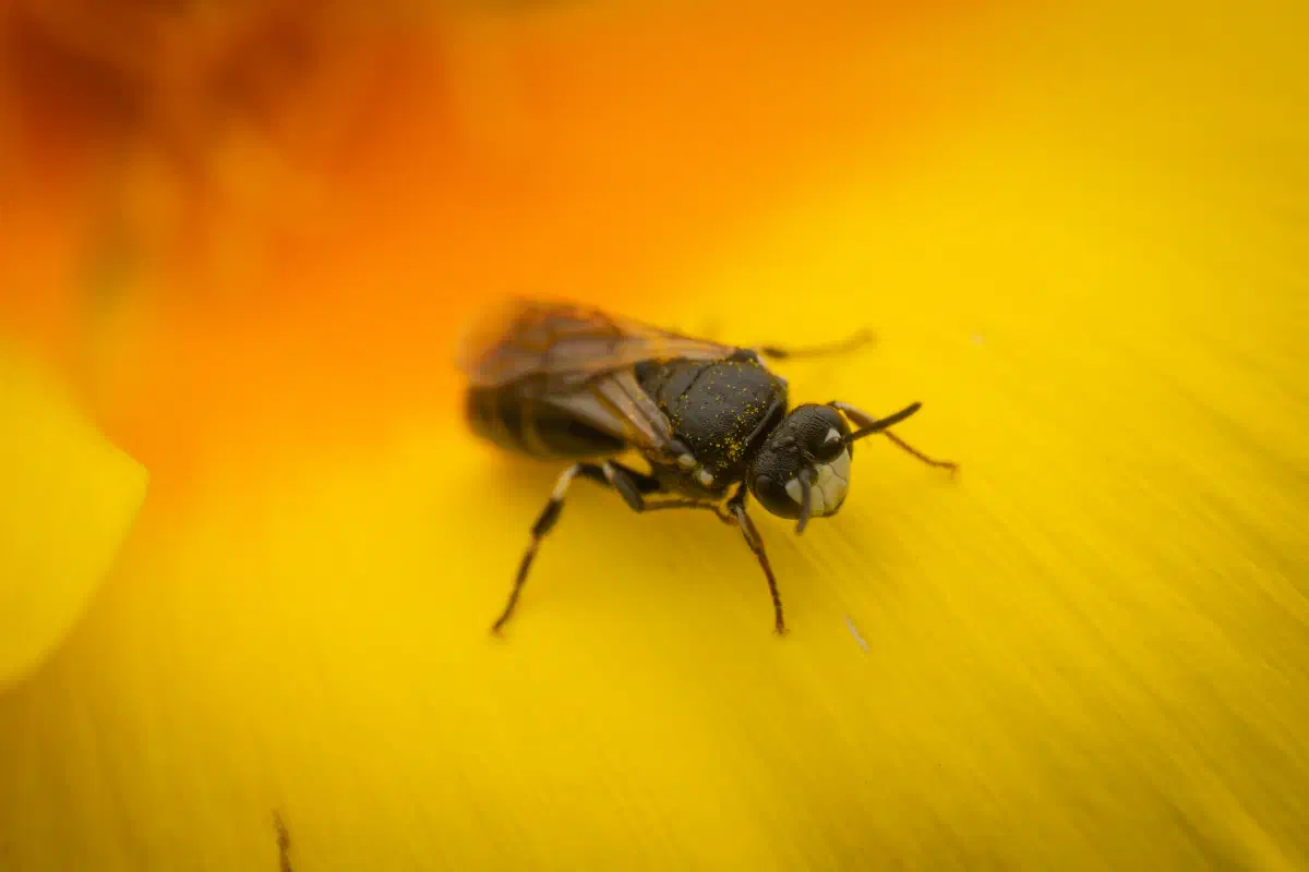 Maskenbienen – No. 1