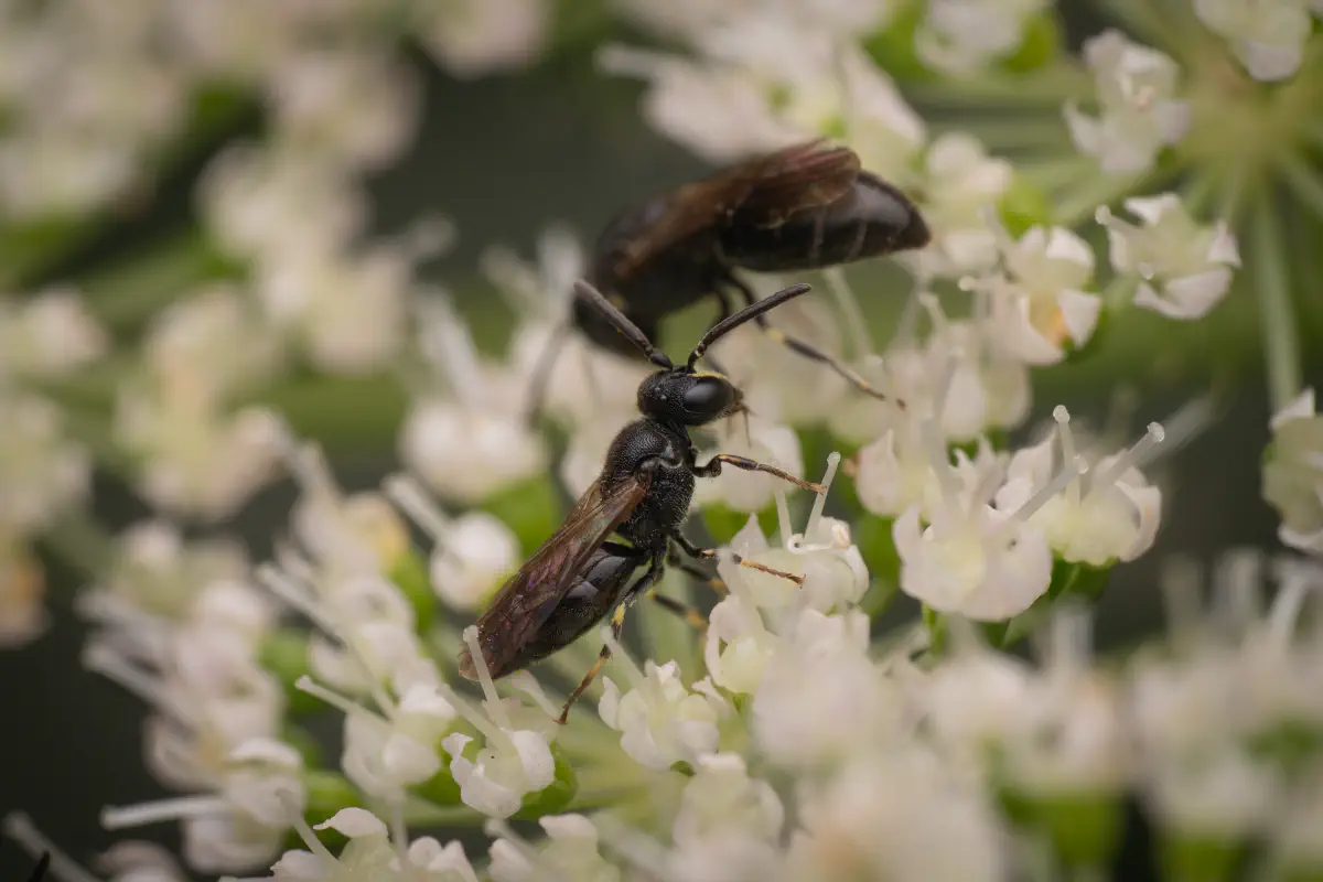 Hylaeus communis