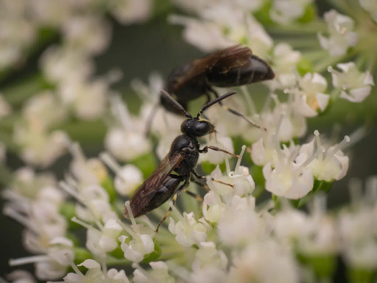 Gewöhnliche Maskenbiene